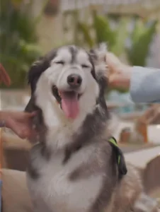 Discover the Best Pet-Friendly Restaurants in Dubai