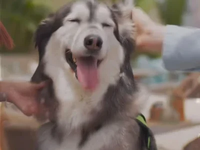 Discover the Best Pet-Friendly Restaurants in Dubai