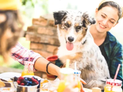 Lady with pet at restaurant
