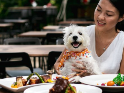 Discover the top features that make dog-friendly restaurants a must-visit. From outdoor seating to pet menus, find the best dog-friendly restaurants and enjoy!